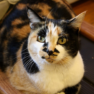 Photo of a calico cat