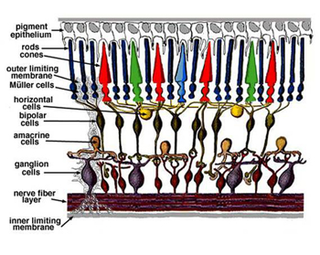 Diagram of the cells of the retina
