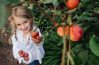 Photo of a young girl picking low-hanging fruit