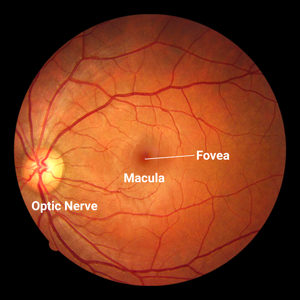 Diagram of the parts of the retina