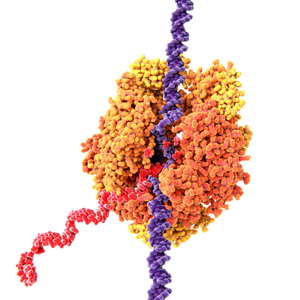 An illustration of RNA Polymerase II transcribing DNA into RNA