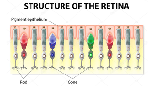 Illustration of the Structure of the Retina
