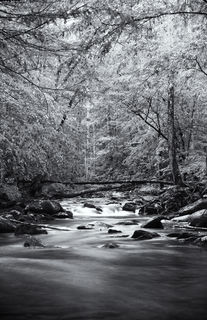 Black and white photo print. Sunlit trees grow dense and their branches extend out over a wide mountain stream, forming a tunnel-like canopy. Fresh clear water flows over rocks and under moss covered trees fallen across the stream. From a low perspective, the camera looks straight upstream from the middle of the creek.