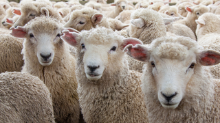 Photo of a flock of sheep