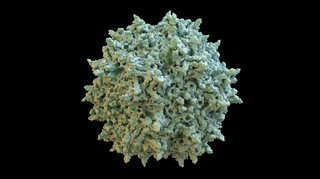 Computer generated image of adeno-associated virus.
